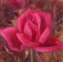 Deep Pink Rose 5X5.jpg