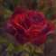 Full Red Rose 5X5.jpg