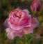 Garden-Pink-5X5.jpg