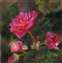 Pink Begonia 5X5.jpg
