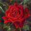 Red-Rose-5X5.jpg