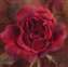 Rose Blossom 5X5.jpg