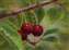 Cherries on the Bough 6X8.jpg
