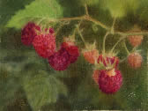 On the Vine Raspberries